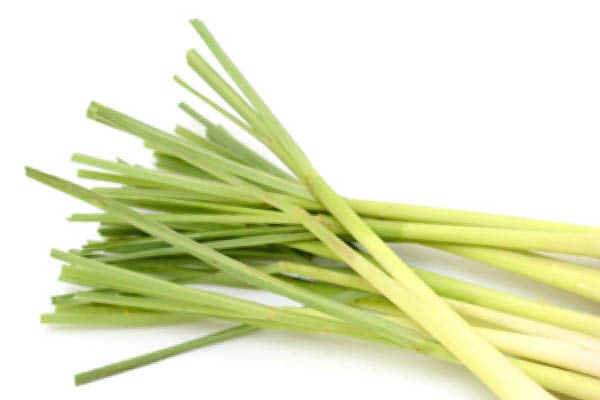 Fresh Lemon Grass For Bug Repellant