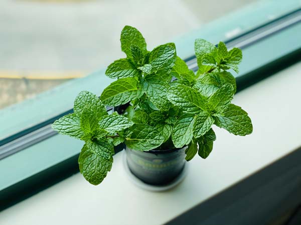 Mint Herb Plant Leaves for cooling pain relief