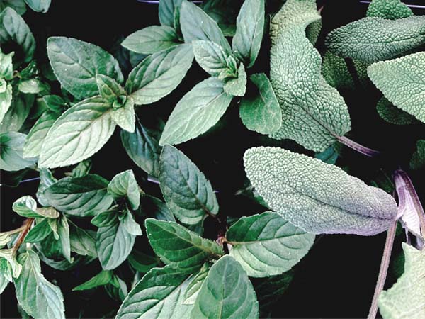 Oregano herb for pain relief